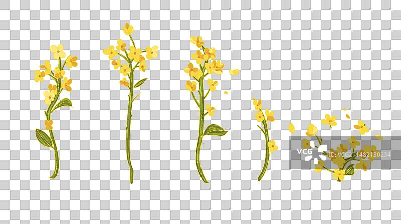 油菜花图片素材