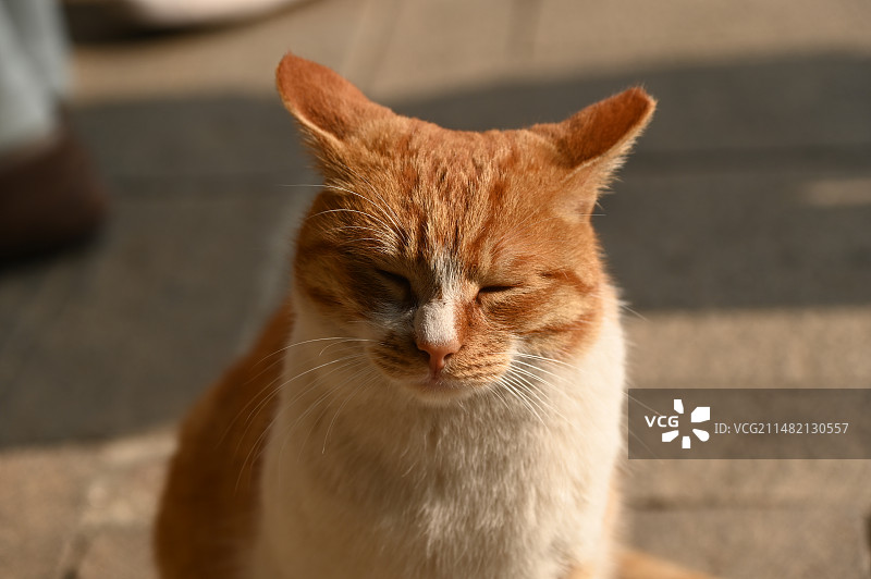 上海龙华寺图片素材