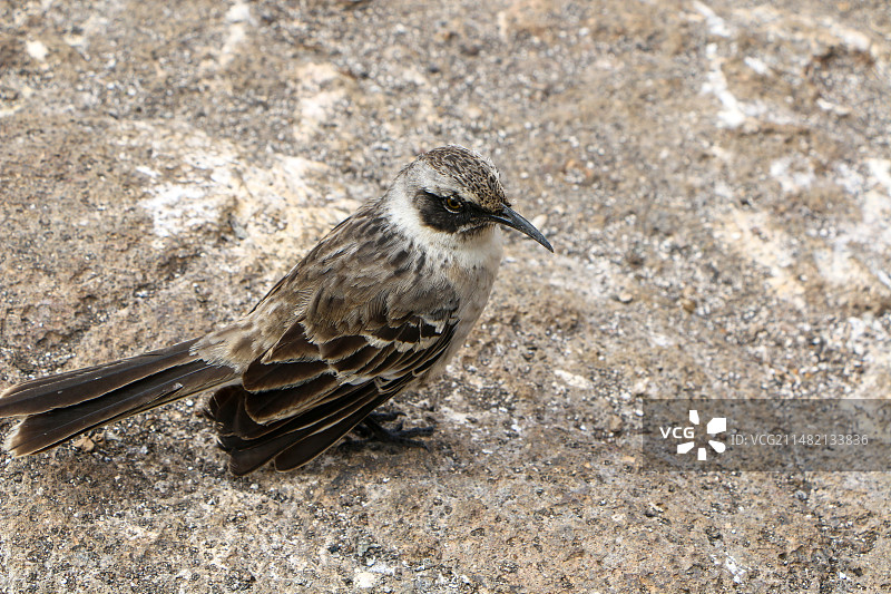 北美歌雀栖息在岩石上的特写镜头图片素材