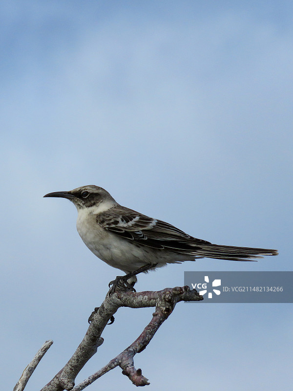 北美歌雀栖息在树枝上的特写镜头图片素材