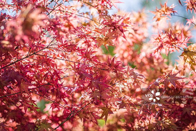 鸡爪槭鸡爪枫图片素材