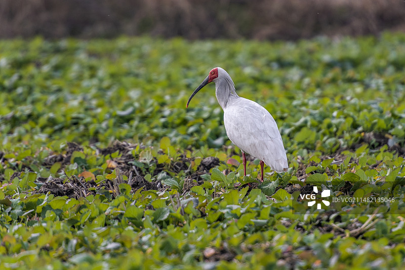 田地里的朱鹮图片素材