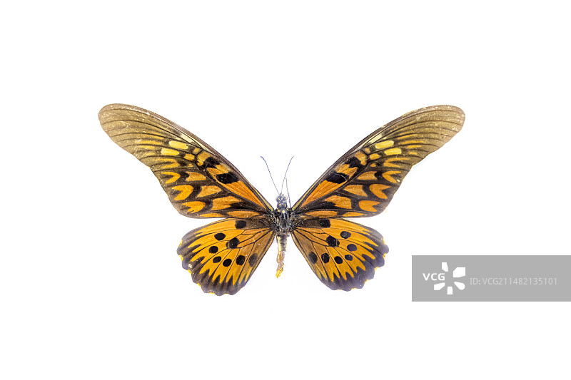 非洲长翅凤蝶标本图片素材