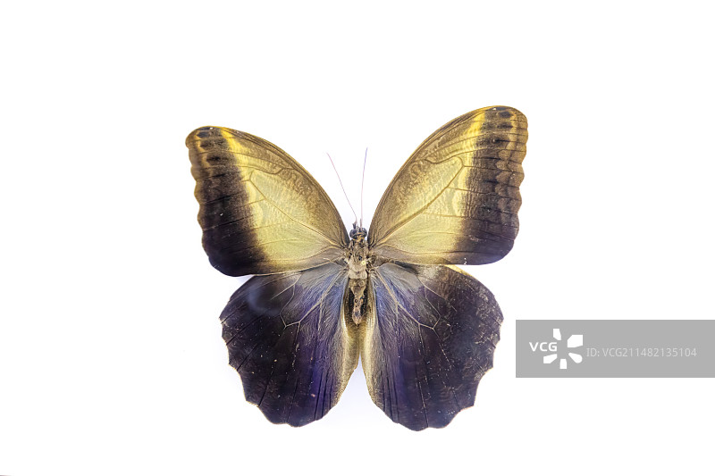 黄裳猫头鹰环蝶标本图片素材