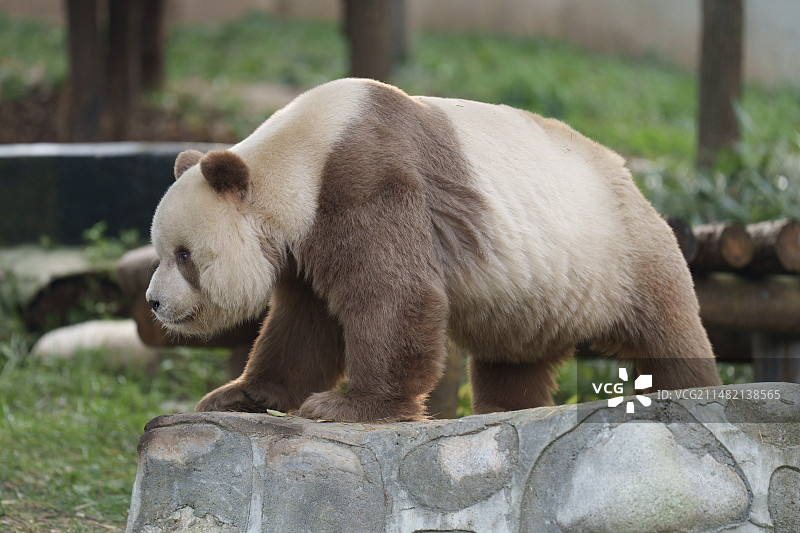 棕色大熊猫七仔特写图片素材