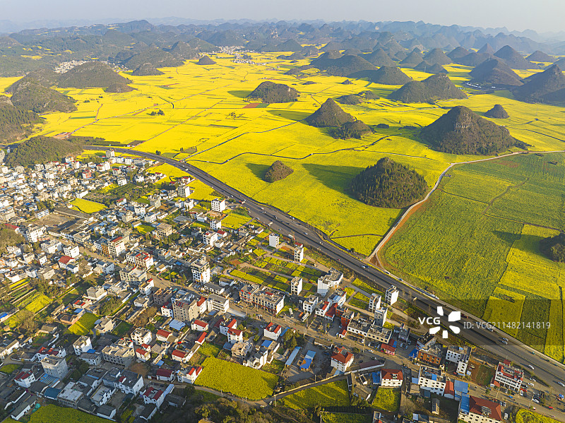 云南曲靖市罗平油菜花盛开，金鸡峰丛间一片金色花海，罗平国际油菜花文化旅游节为乡村振兴注入活力图片素材