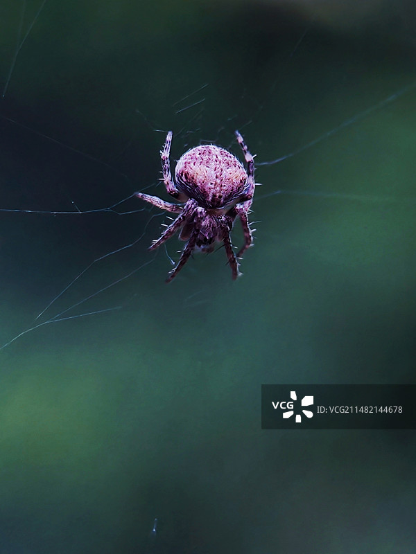 模糊背景下蜘蛛网特写图片素材