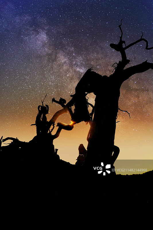 胡杨星空图片素材