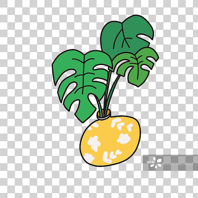 龟背竹盆栽图片素材