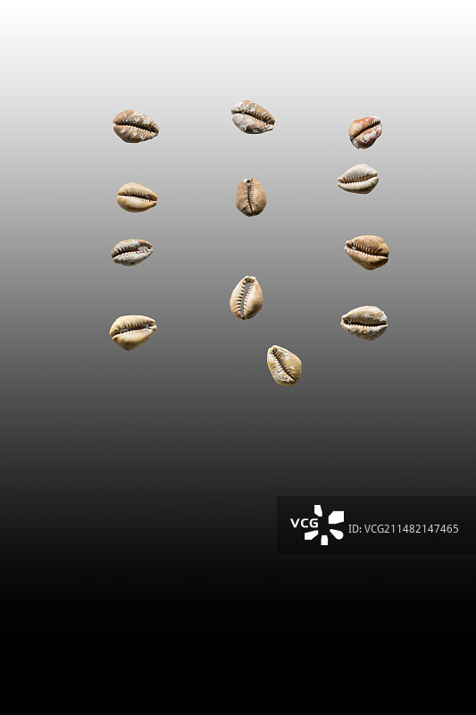 古代文明，中国古代钱币，铜贝，陶贝，骨贝，贝币图片素材