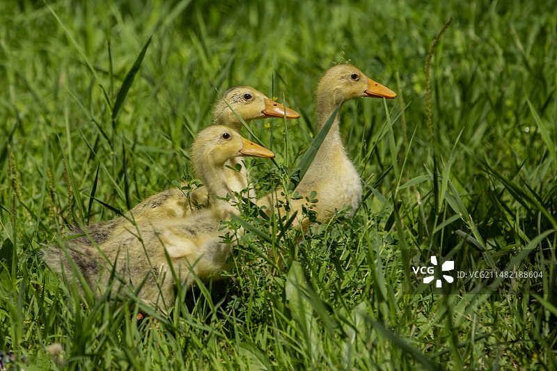 草丛中的小鸭子图片素材