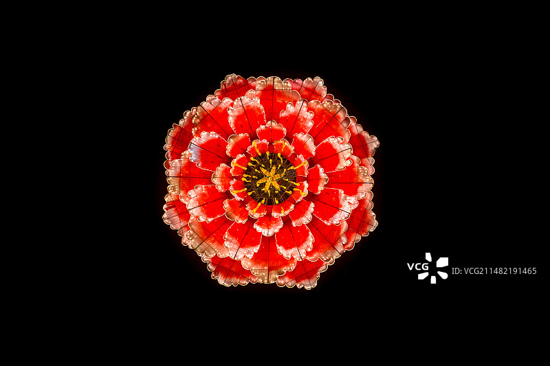 航拍牡丹图片素材