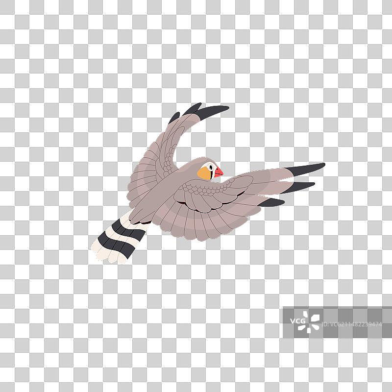 飞行中的巽他斑马雀图片素材