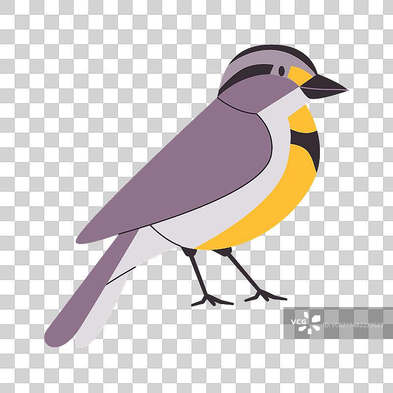 具有黄色和黑色花纹的西方草地鹨图片素材