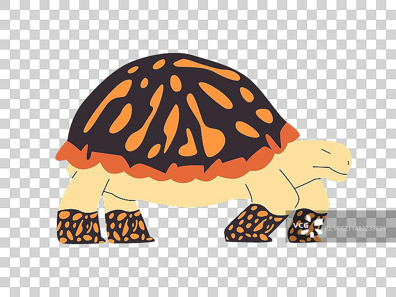 黑色和橙色斑点的华丽箱龟图片素材