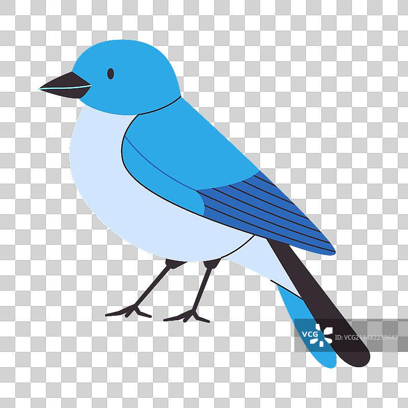 山蓝知更鸟站立着小而美丽的野生鸟类图片素材