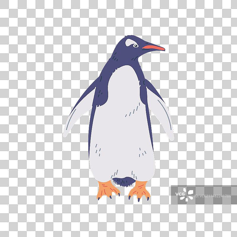 黄色爪子的巴布亚企鹅，北方图片素材