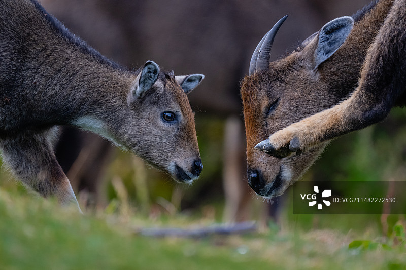 喜马拉雅斑羚的亲子照图片素材