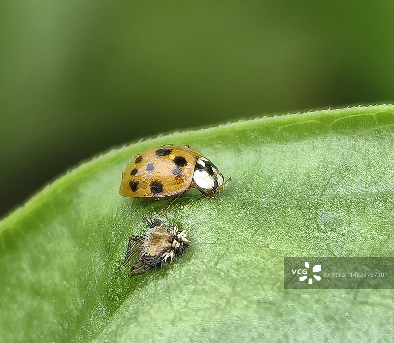 瓢虫图片素材