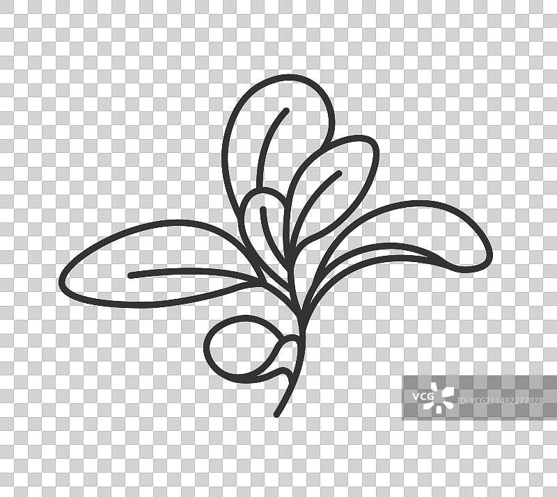 烹饪用马郁兰香料和草药图片素材