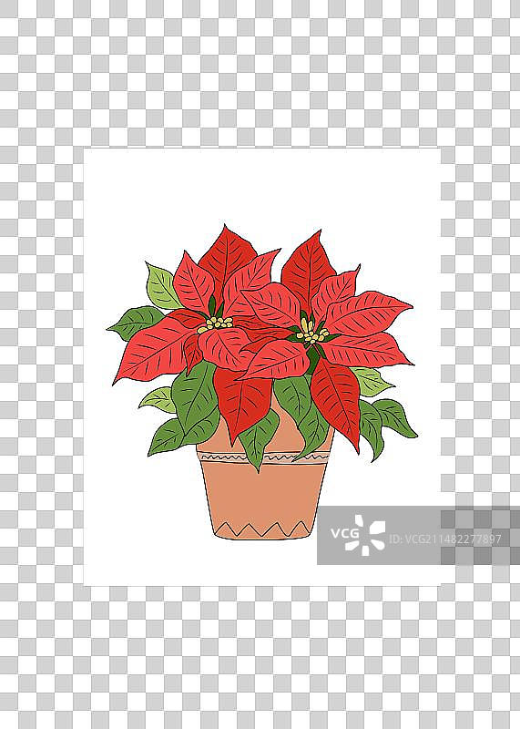 白色背景上的一品红圣诞植物图片素材
