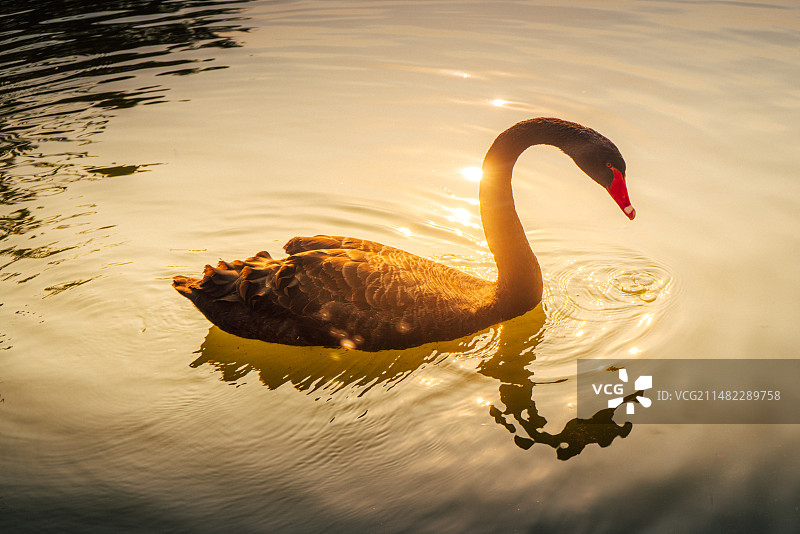 施华洛世奇图片素材
