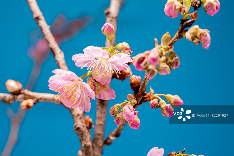 武汉东湖樱花图片素材