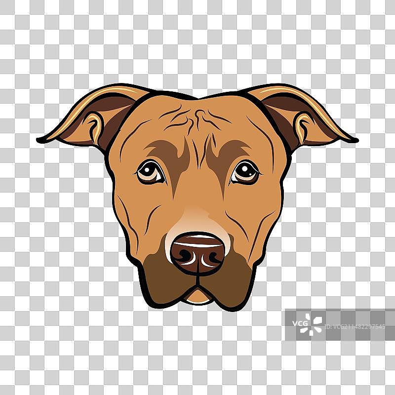 美国比特斗牛梗犬头部特写图片素材