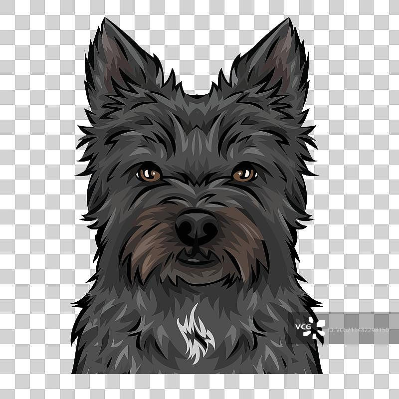 凯恩梗犬头像面部图像图片素材