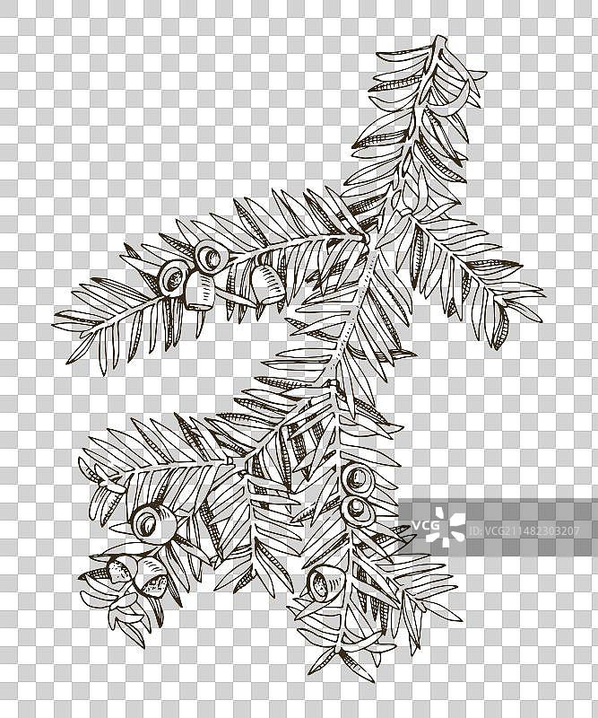 手绘紫杉树枝图片素材