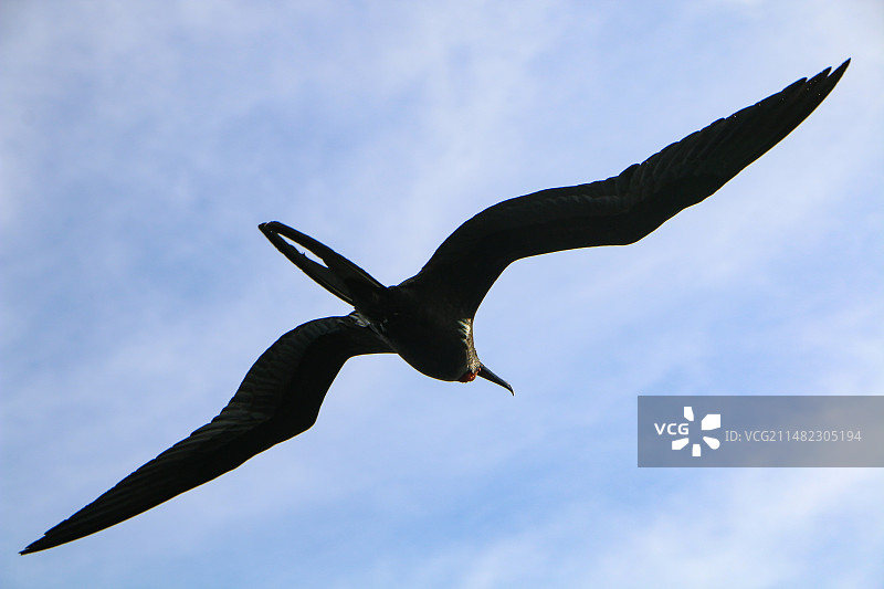 军鲣鸟图片素材