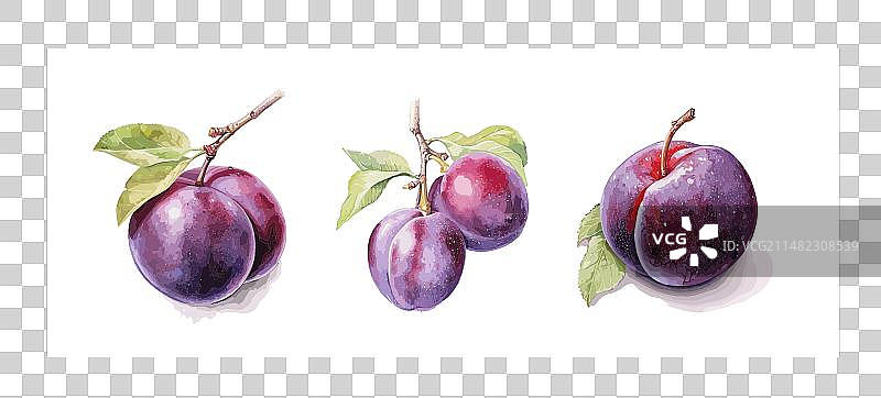 水彩风格李子图片素材