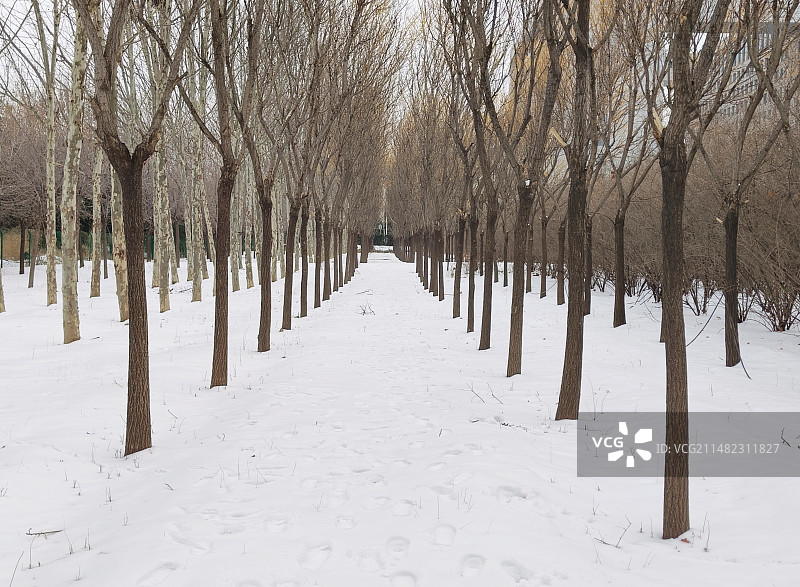 雪中树林图片素材