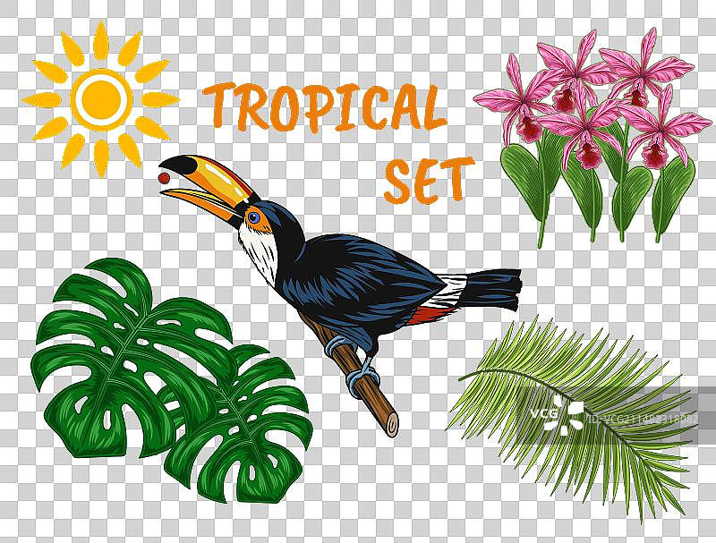 热带元素合集图片素材