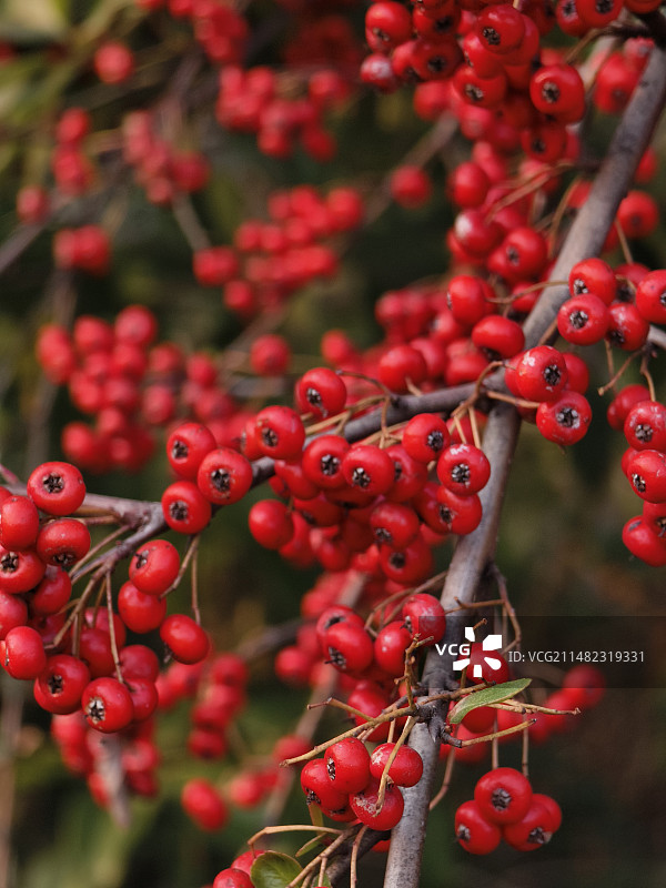红浆果特写镜头图片素材