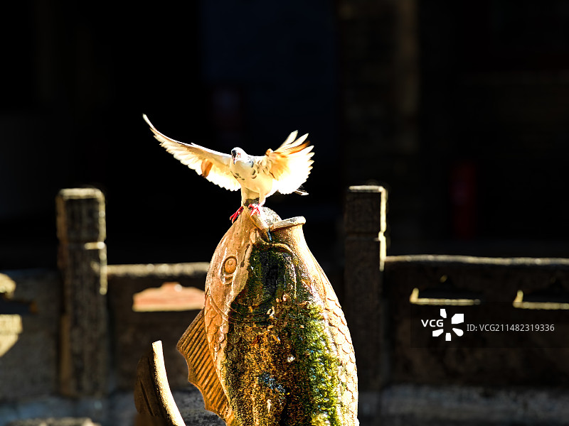 白鸽戏鱼图图片素材