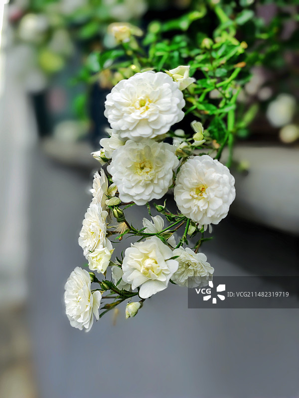 窗台上悬垂的白色小花蔷薇图片素材