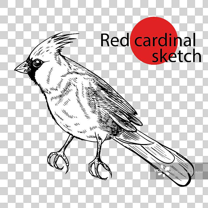 红色北美红雀鸟素描图片素材