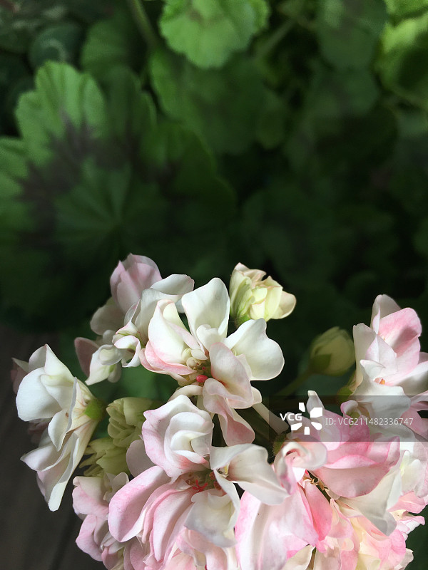 天竺葵图片素材