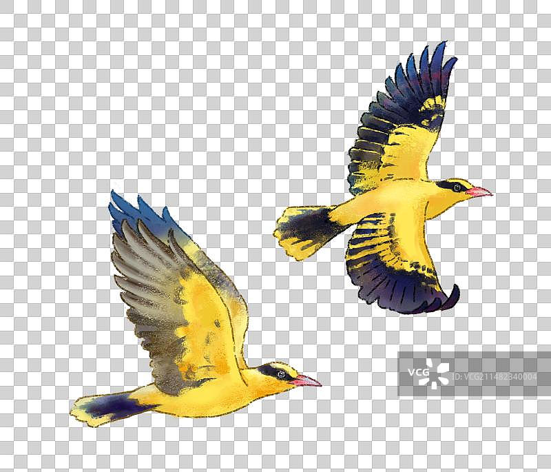 插画风格两只飞翔的黄鹂鸟图片素材