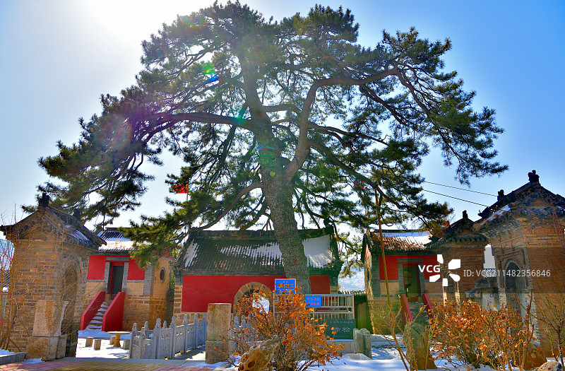 绿荫如盖（拍摄于山东省沂源县神清宫千年古松）图片素材