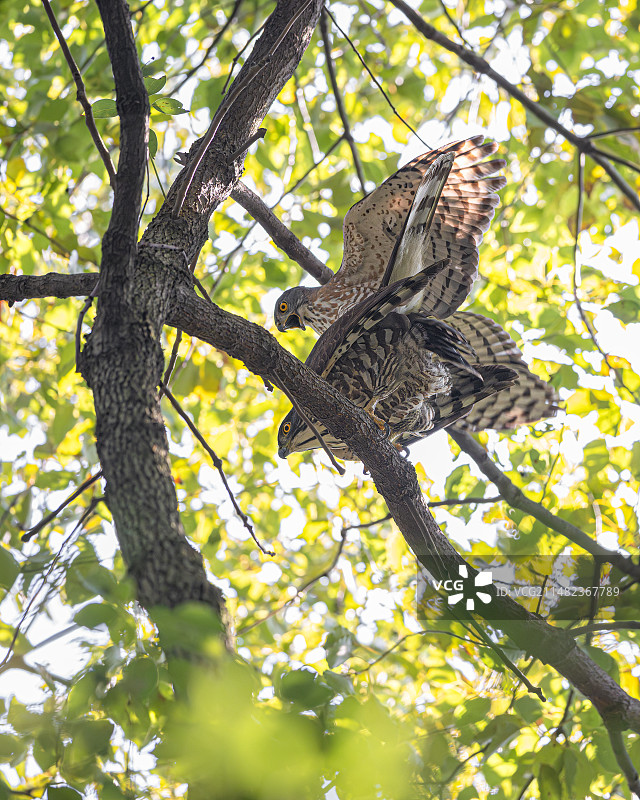 凤头鹰的春天图片素材