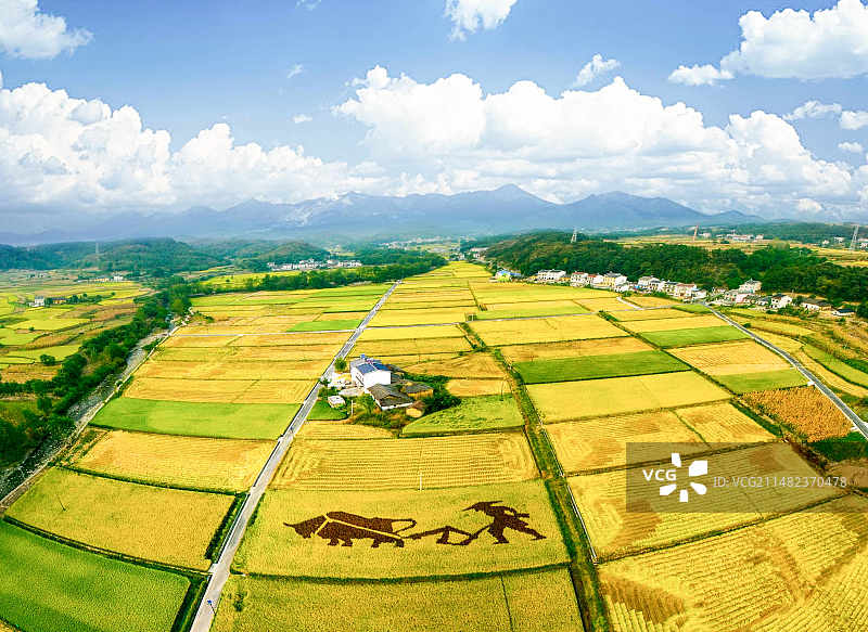 蓝天白云，航拍湖北宜昌乡村万亩稻谷成熟风光图片素材