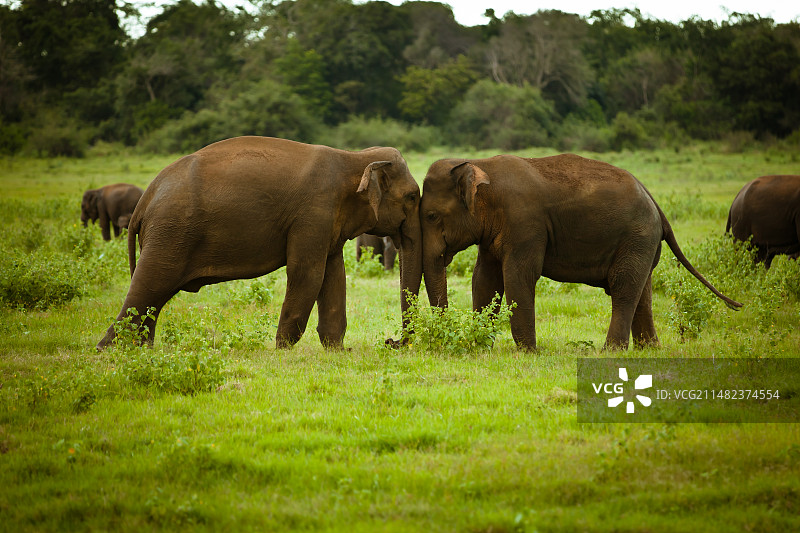 斯里兰卡大象营图片素材