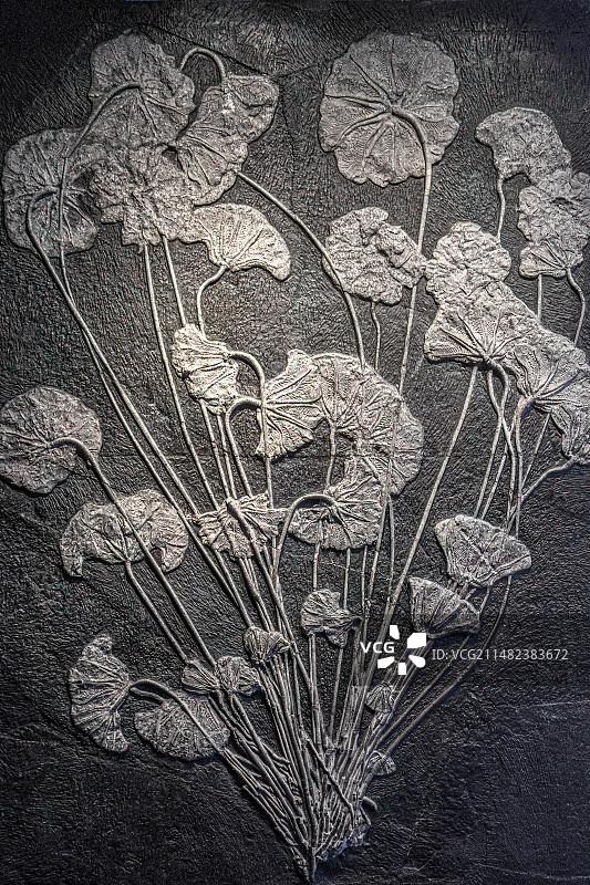 内蒙古自然博物馆海百合化石图片素材