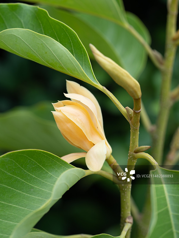白兰树开花特写图片素材