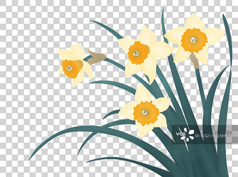 水仙图片素材