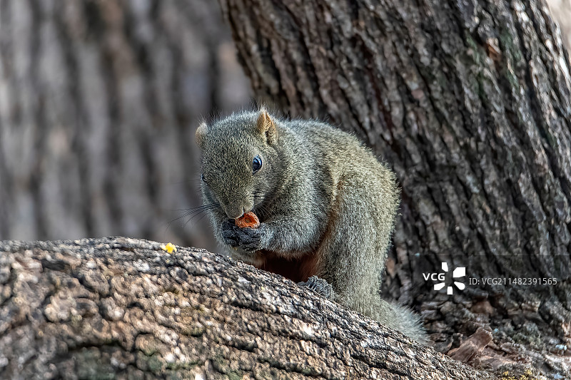 松鼠觅食图片素材