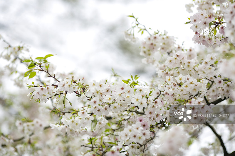 春天早晨杭州太子湾樱花草地图片素材