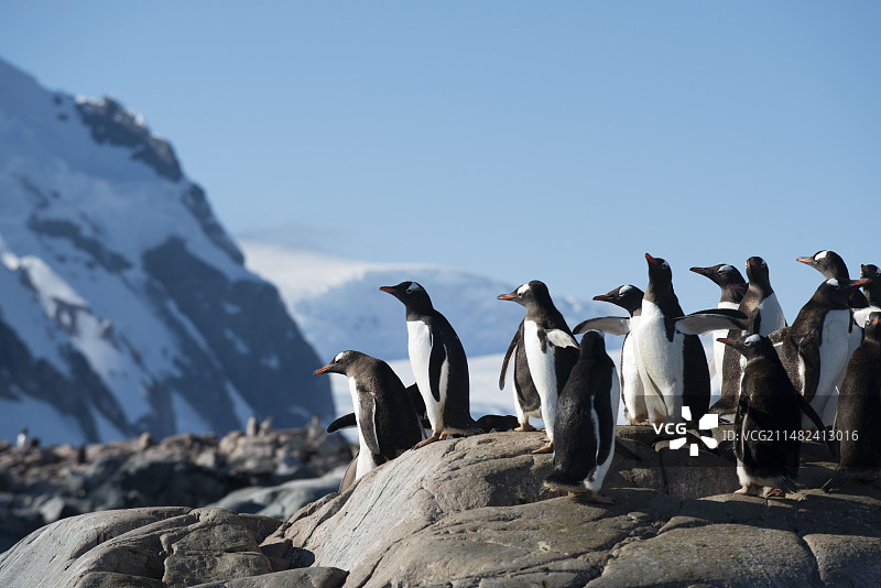 南极企鹅和海豹图片素材
